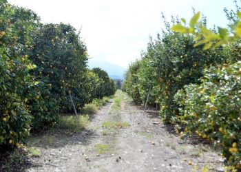 Arsuz’da limon dalında kaldı; perakendeciler hasat için seferberlik başlattı