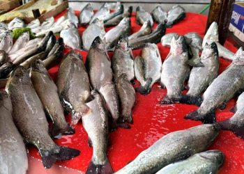 Balıkçı tezgahlarında çeşit arttı, fiyat düştü