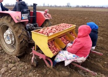 Bursa’da ‘sarı altın’ ekimi başladı