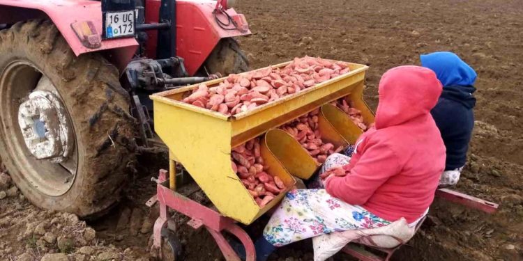 Bursa’da ‘sarı altın’ ekimi başladı