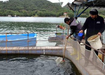 Deprem balık ihracatını da vurdu: Üretim 7 milyon ton azalacak