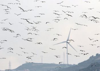 Göçmen kuşlar, depremin yıktığı Hatay’dan Türkiye’ye giriş yapıyor