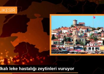 Halkalı leke hastalığı zeytinleri vuruyor