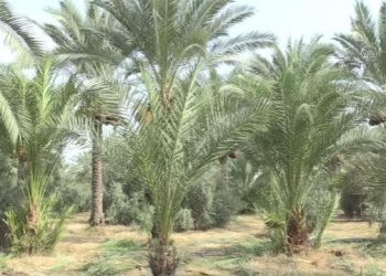 Haşereler ve iklim değişikliği hurma üreticilerini olumsuz etkiliyor