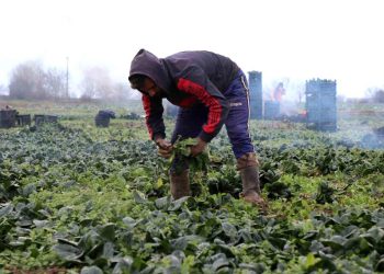 Kış aylarının vazgeçilmezi ıspanağın hasadı sürüyor