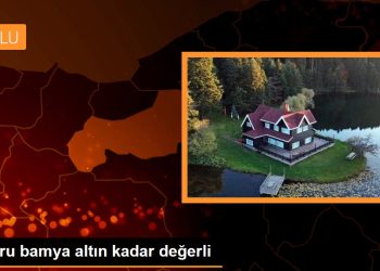 Kuru bamya altın kadar değerli