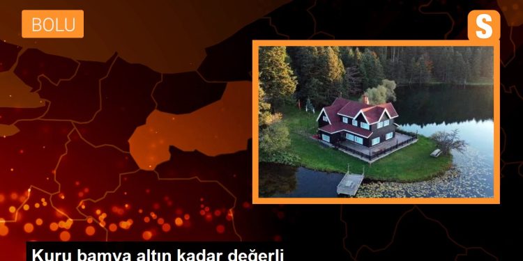 Kuru bamya altın kadar değerli