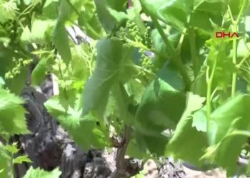 MANİSA’NIN ASMA YAPRAĞI TESCİLLENDİ