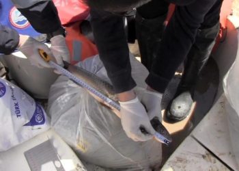 Prof. Dr. Veysel Eroğlu Ilısu Barajı’nda balık stok verim tahmin çalışmaları yapıldı