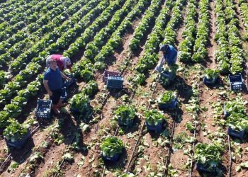 Ramazan’da salatanın vazgeçilmezi marulda hasat: Tarlada 4 TL