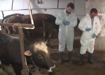 Şap hastalığına karşı ekipler sahada