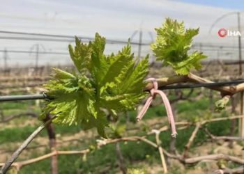 Sarıgöl’de ilk kez örtüaltı üzüm yetiştirildi