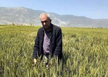 Söke’de Buğday ekim alanı geçen yıla göre daraldı