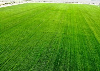 Tahıl ambarı Konya Ovası’nda yağışlarla rekolte beklentisi arttı