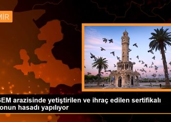 TİGEM arazisinde yetiştirilen ve ihraç edilen sertifikalı limonun hasadı yapılıyor