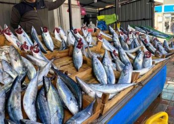 Zonguldak haberi | Zonguldak’ta palamudun fiyatı yükselişe geçti