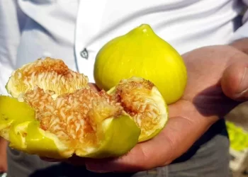 Aydın’da Taze İncir Hasadı Devam Ediyor