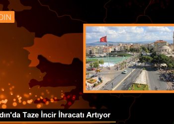 Aydın’da Taze İncir İhracatı Artıyor