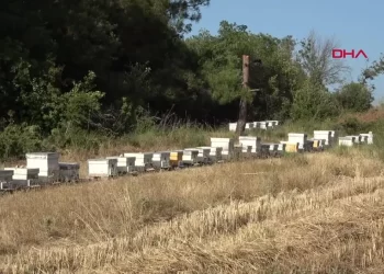 Kışın Ilıman Hava Arı Kuşlarının Nüfusunu Artırıyor