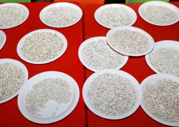 Bingöl’de Yedisu Horoz Kuru Fasulyesi Festivali Düzenlendi