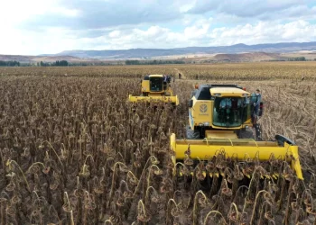 Sivaslı Çiftçiler Ayçiçeği Üretiminde Artış Yaşıyor