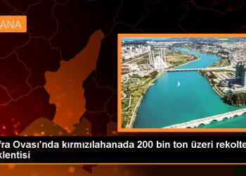 Bafra Ovası’nda Kırmızılahana Hasadı Başladı