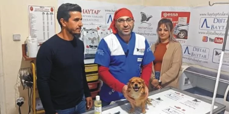 Depremzede Köpek Şila Tedavi Edildi