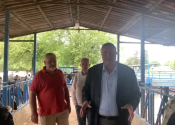 Hayvancılıkta Sorunlar: Yem Fiyatları, Destek ve Ürün Değerleri